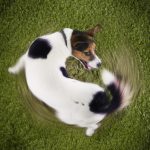 Why Do Dogs Chase Tails