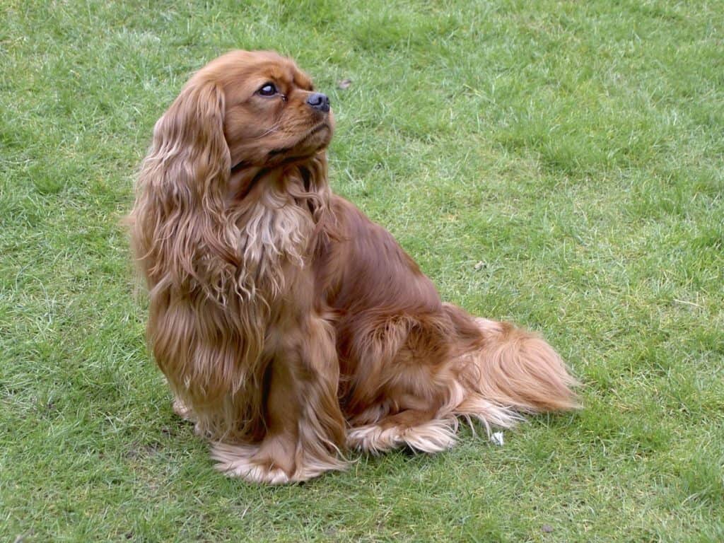 Cavalier King Charles SpanielWhat sort of dog is it