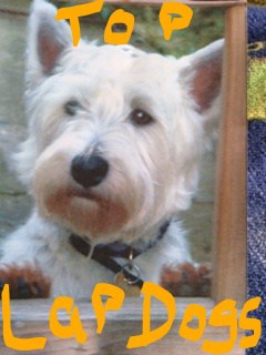 Murphy a rescue westie