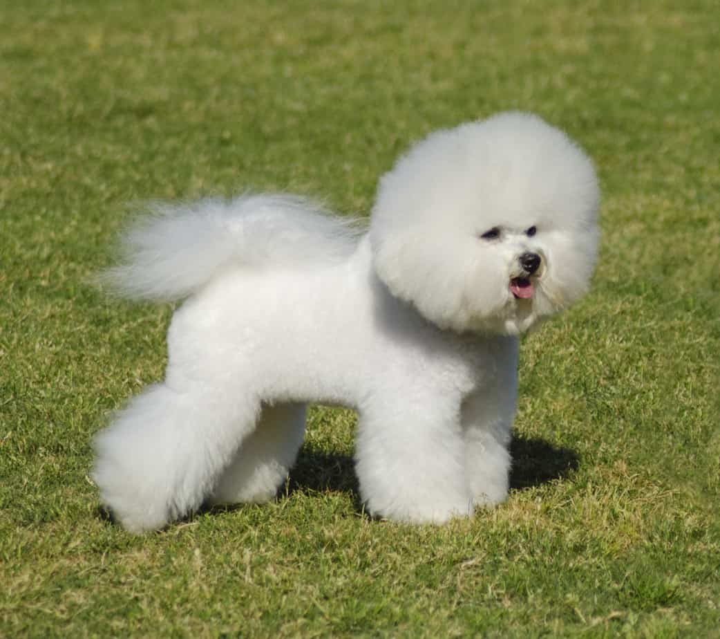 All about the Bichon Frise Top Lap Dogs