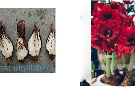 Amarylus Bulb And Flower
