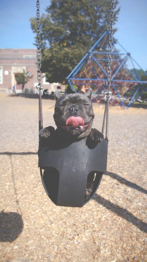 Dog In A Swing