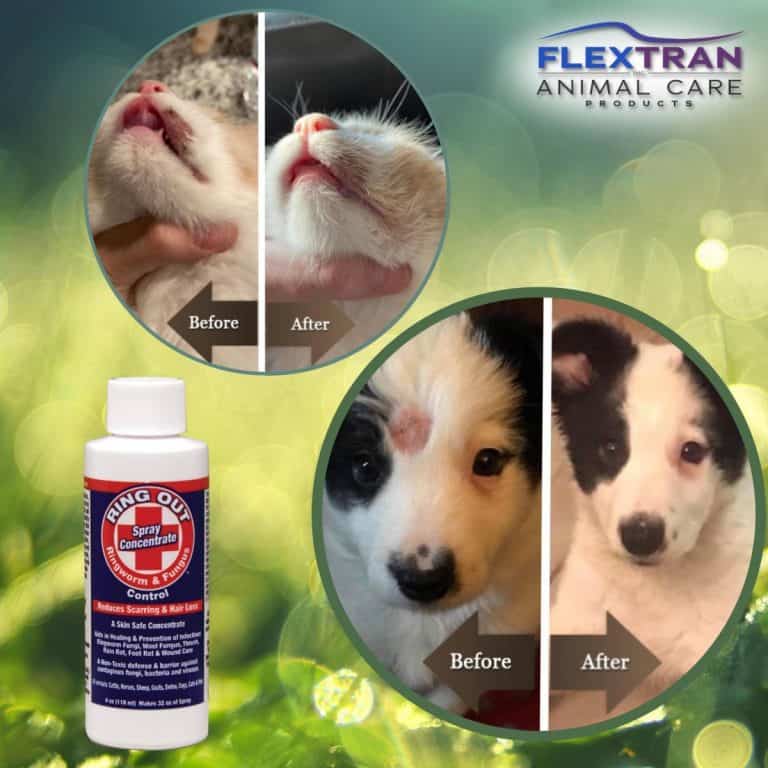 ¿Cómo Se Ve La Tiña En