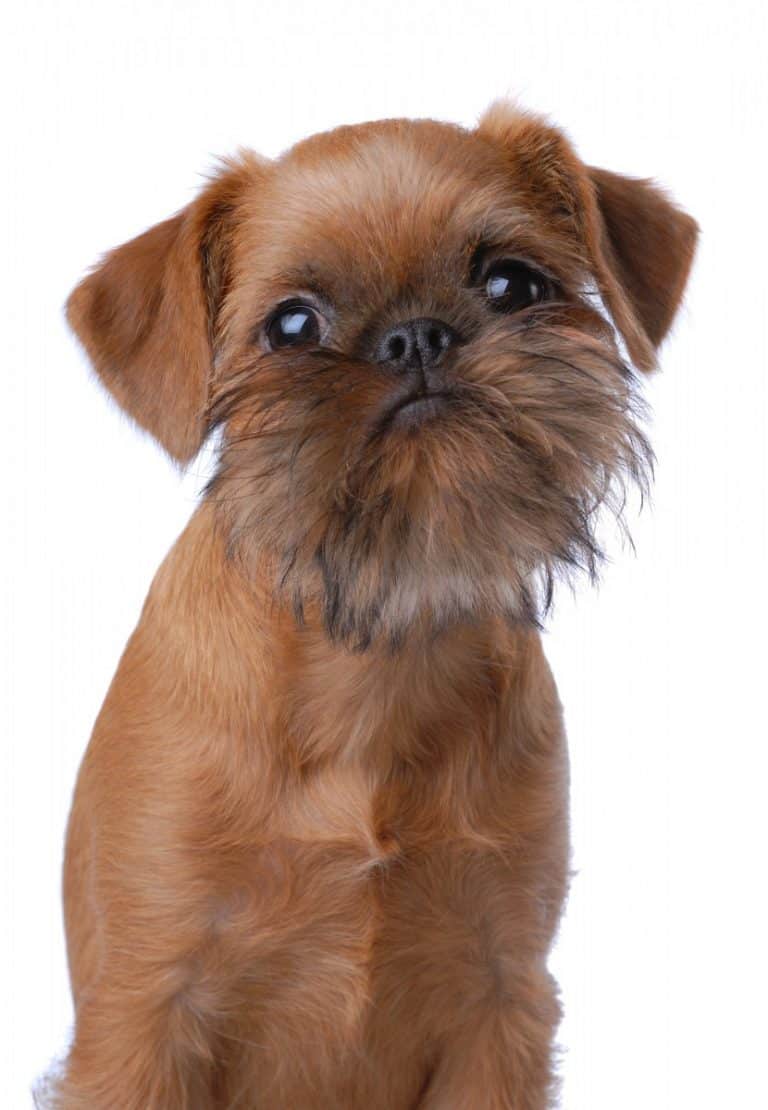 Brussels Griffon What kind of dog is it? Top Lap Dogs