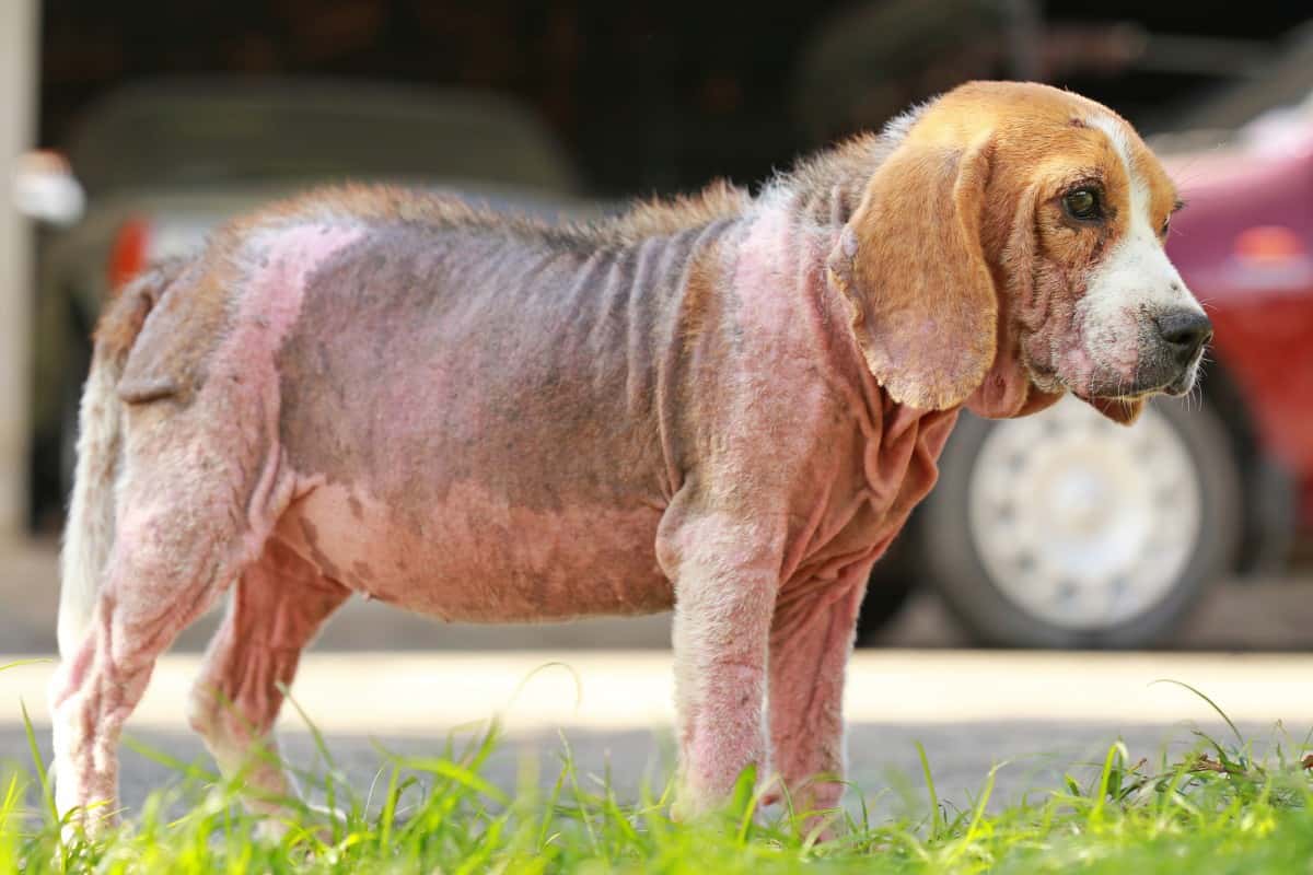 Dog Mange Top Lap Dogs Dog Mange Top Lap Dogs