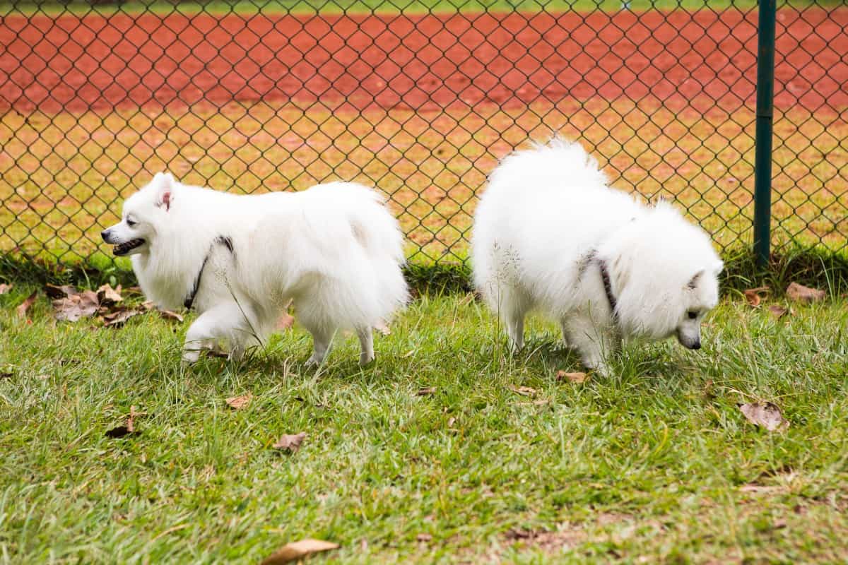 Eskies. The American Eskimo Dog Top Lap Dogs