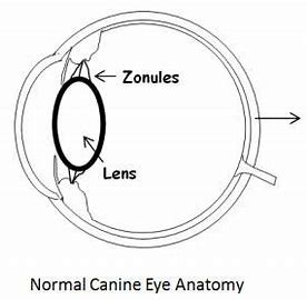 Eyeball Diagram2