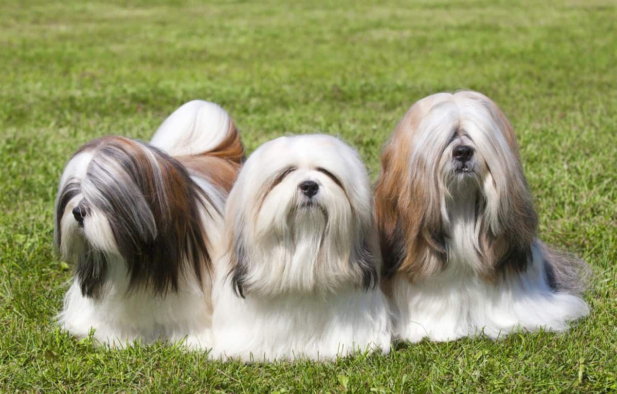 3 Lhasa Apso Dogs