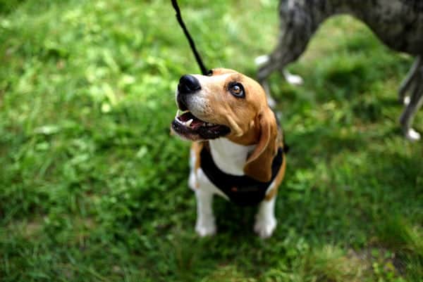 Beagle Pup On Lead