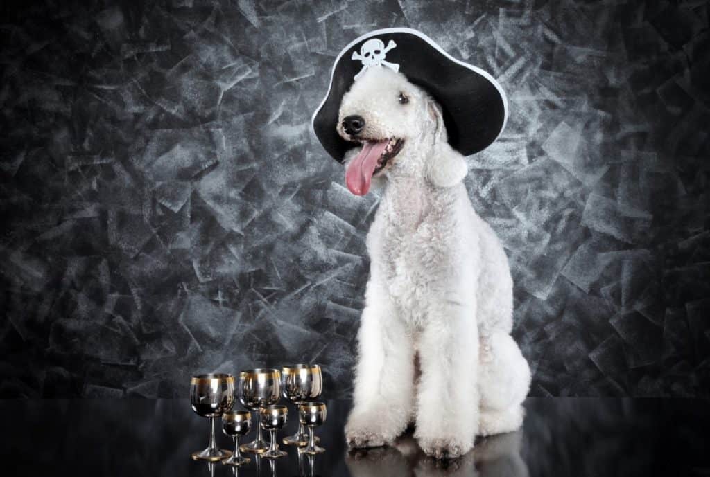 Bedlington Terrier 2 As Pirate
