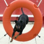 Manchester Terrier Puppy In Agility Class